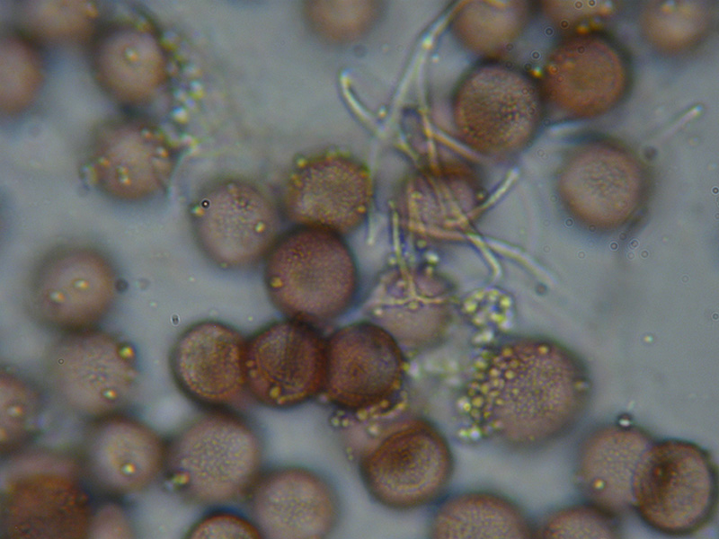 Physarum globuliferum?